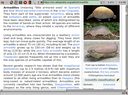 Armadillo Wikipedia page